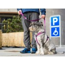 Dog Copenhagen Comfort Walk Air™ Harness