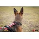 JULIUS-K9 ® Hard Dog Race dog harness