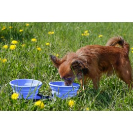 Kiwi Walker kokkupandav joogikauss koerale