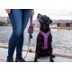 Dog Copenhagen Pouch Organizer™ kott jalutusrihmale