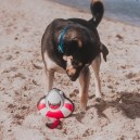 Max&Molly koera mänguasi - piiksuv hai Frenzy