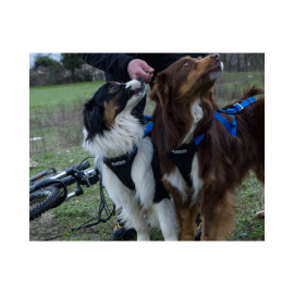 Kahe koera veorakend jalgratta, tõukeratta või suusaveo harrastamiseks