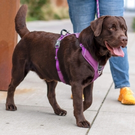 Comfort Walk Pro™ harness