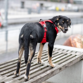 Comfort Walk Pro™ harness