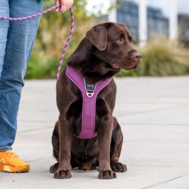 Comfort Walk Pro™ harness