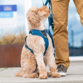 Comfort Walk Pro™ harness