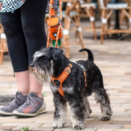 Igapäevaseks kasutamiseks mõeldud praktilisi ja mugavaid Dog Copenhagen Comfort Walk Air trakse on lihtne koerale selga panna.