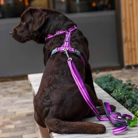 Dog Copenhagen Comfort Walk Air™ Harness