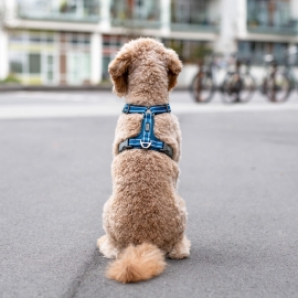 Koerte Dog Copenhagen Comfort Walk Air traksid, mõeldud igapäevaseks kasutamiseks.